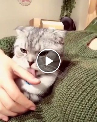 Funny cat and sweater
