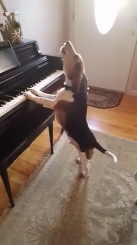 Sing and play the piano at the same time, funny dog, funny pet, piano, talent, beagle.