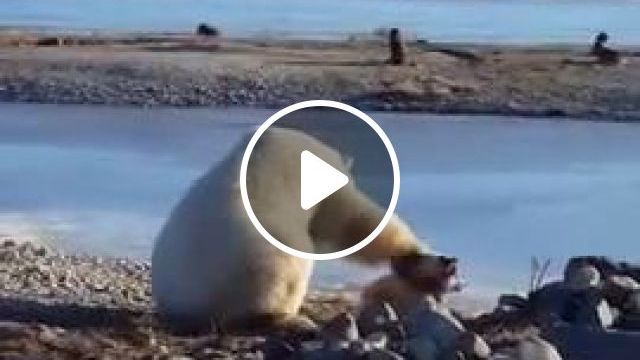 Polar bear makes friends with wolves, Polar Bear, Wolves, Wild Animal, Friend, Beautiful Nature