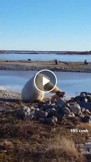 Polar bear makes friends with wolves
