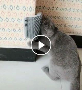 Funny cat videos - great, he really likes this