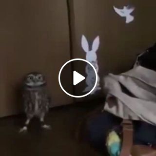 Funny owl, haha