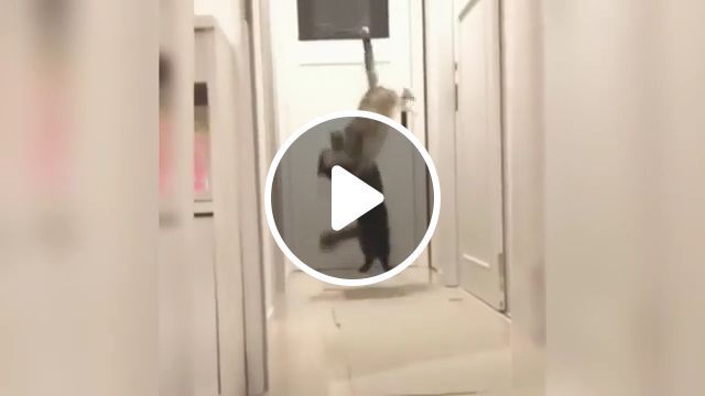 Ninja cat showings kung fu skill, door, funny cat, funny pet, martial arts, kung fu. #0