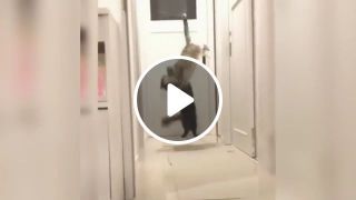 Ninja Cat Showings Kung Fu Skill