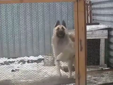 Happy Dog Dance GIFs - Video & GIFs | funny dog gifs,funny pet gifs,dance,kennel