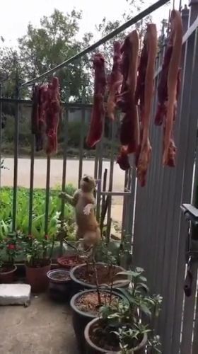 Little cat tries to steal a piece of meat, funny cat, funny pet, dried meat, iron fence, flower pot.