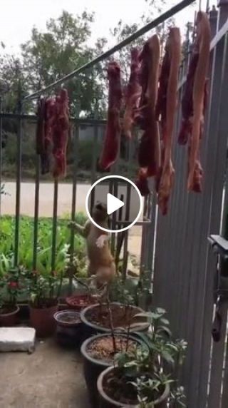 Little cat tries to steal a piece of meat