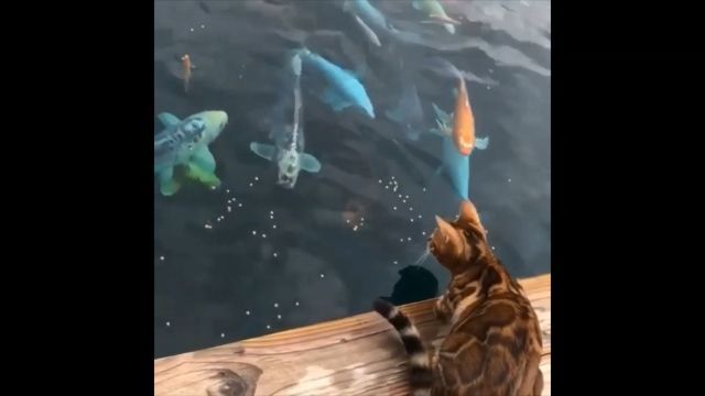 Be careful, you can make the fish afraid, funny cat videos, funny pet, koi fish.