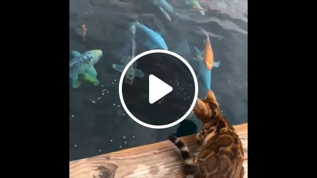Be careful, you can make the fish afraid, funny cat videos, funny pet, koi fish. #0