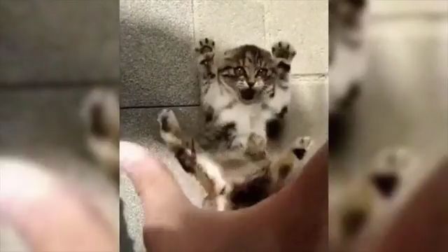 Fun Game With Little Kitten. Adorable Kitty. Cute Pet. Cute Cat. Hand. Funny Kitty.