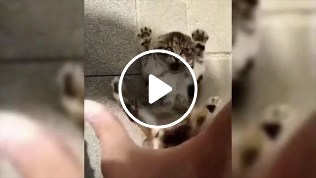 Fun game with little kitten, adorable kitty, cute pet, cute cat, hand, funny kitty. #1