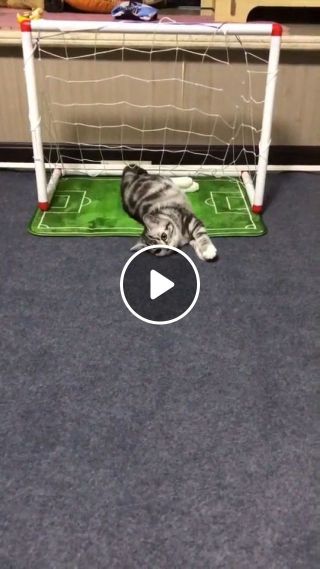 Best goalkeeper of all time - Cute Cat GIFs