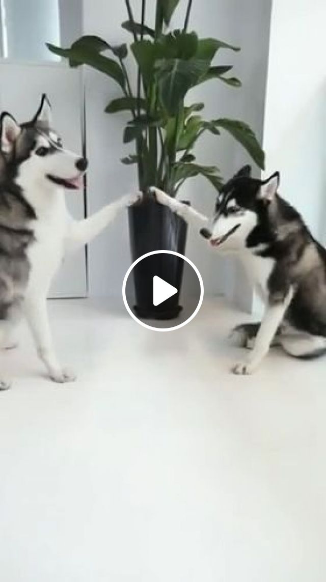 Funny Dog Videos - I Can Make Your Hands Clap - Video & GIFs | funny husky, funny dog, funny pet