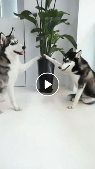 Funny Dog Videos - I can make your hands clap