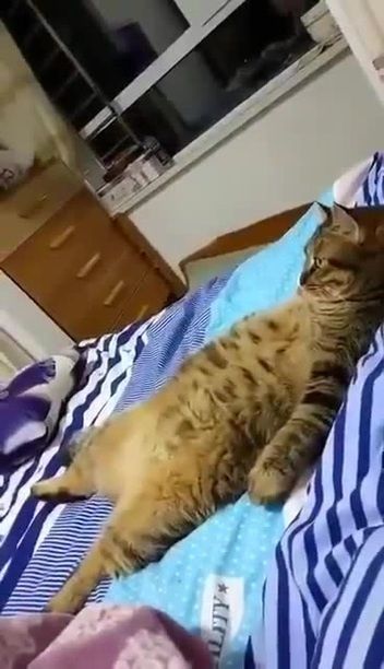 Funny Cat Videos - Relaxing weekend