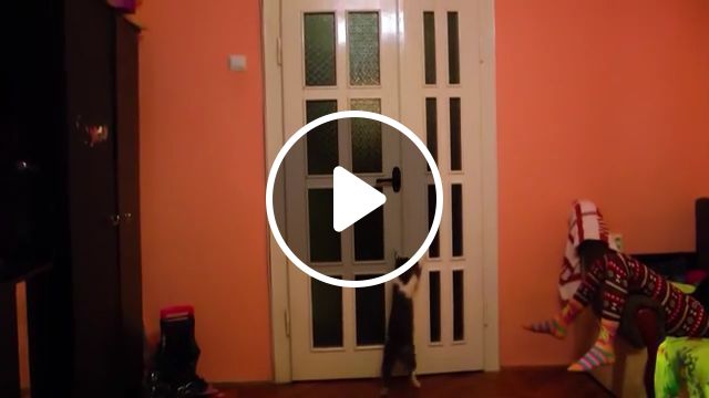 Clever Cat Opening Door - Video & GIFs | smart cat, clever cat, funny cat, funny pet, door, door handles