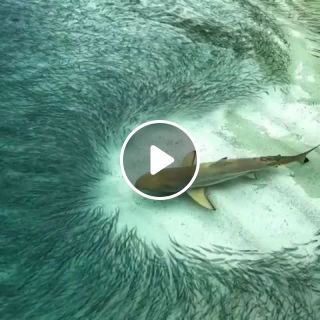 Shark GIFs - Beautiful nature