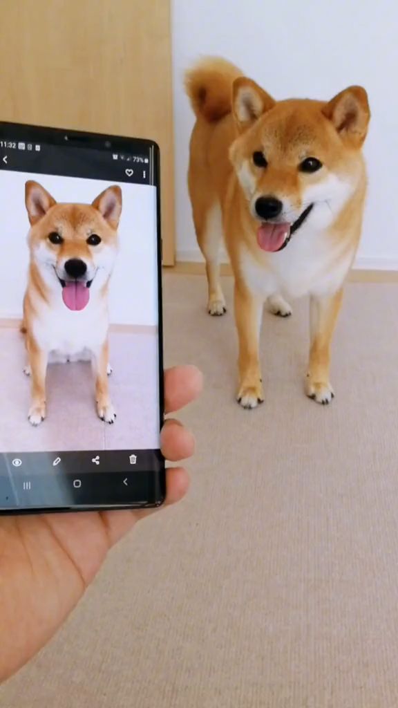 This adorable dog will melt your heart <3<3<3, cute dog videos, cute pet videos, smart dog videos, phone, heart.