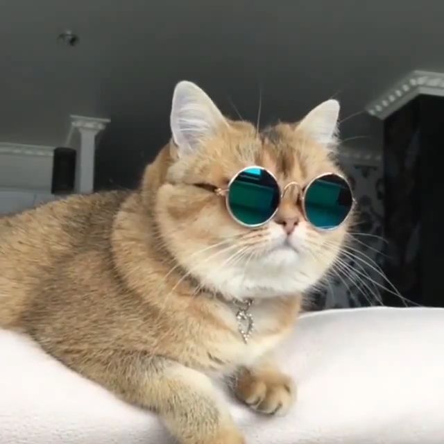 Summer sunglasses, cute cat, cute pet, sungles, fashion.