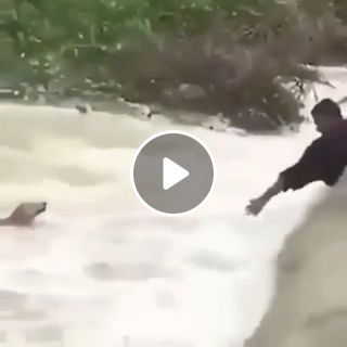 Rescue dog in the flood