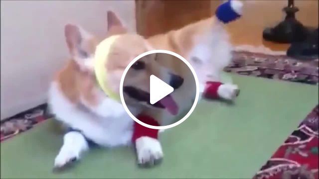 Call on corgi workout meme, funny meme, valerie meme, call on me meme, eric prydz meme, steve winwood meme, clip meme, music meme, fun meme, 18 meme, meme, oftheday meme, hot meme, corgi meme, mashup. #0