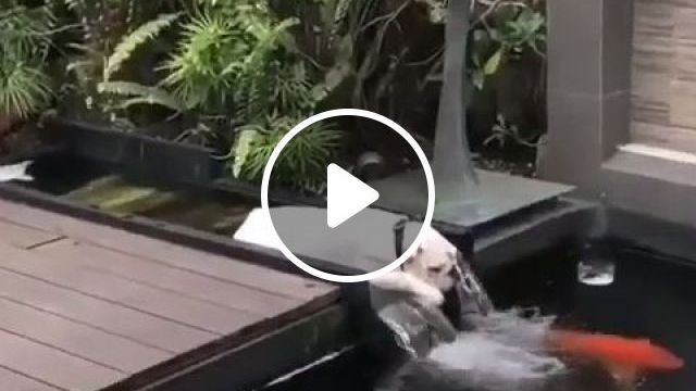 Great Way To Cool Off - Video & GIFs | cute dog videos, koi fish, cute pet
