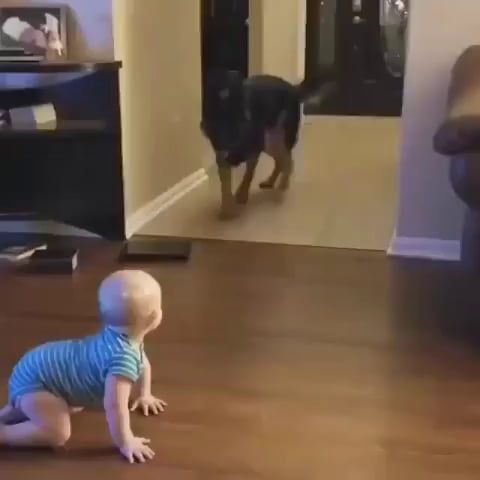 Dog And Baby Best Friends - Video & GIFs | german shepherd,funny dog videos,baby,best friends