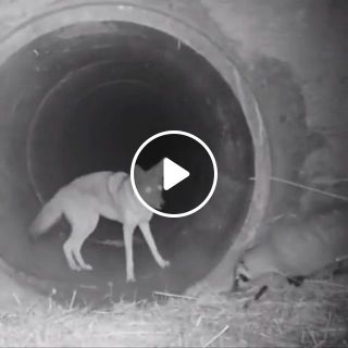 Coyote And Badger Traveling Together Through A Culvert