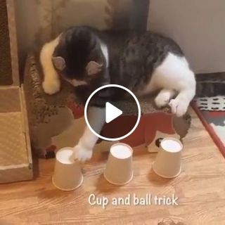Find The Ball Under The Cup Trick