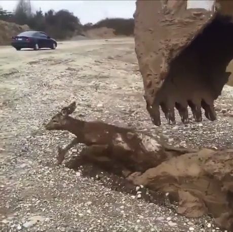 Excavator mounts heroic rescue of young deer trapped in mud, animal, rescue, deer, mud.