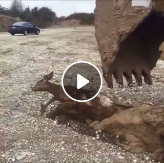 Excavator Mounts Heroic Rescue of Young Deer Trapped in Mud