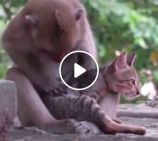 Cat And Monkey Friends