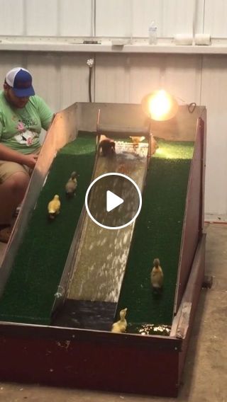 Ducklings Enjoy Water Slide