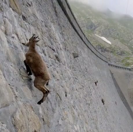 The incredible ibex climbing dam, goat, alpine ibex, wild animals.