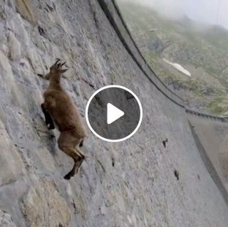 The incredible ibex climbing dam