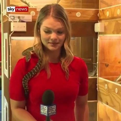 Snake attacks reporter microphone in australia, wild animals, reporter microphone, snake attacks.