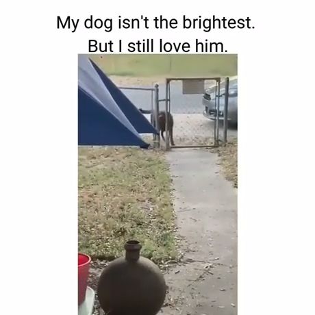 My dog isn't the brightest, funny dog videos, gate, pet.