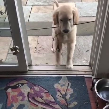 Dude, It’s Not Even A Real Stick. Golden Retriever. Labrador Retriever. Stick. Funny Dog Videos.