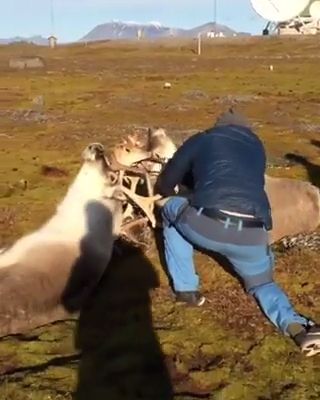 Deer stuck together video, rescue, wild animals, reindeer.