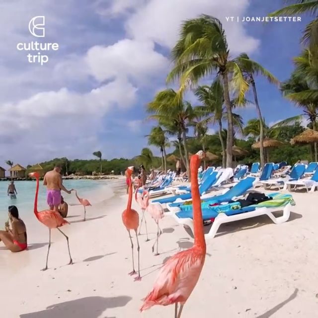 Flamingo beach aruba, beautiful nature, flamingo, beach, animal.