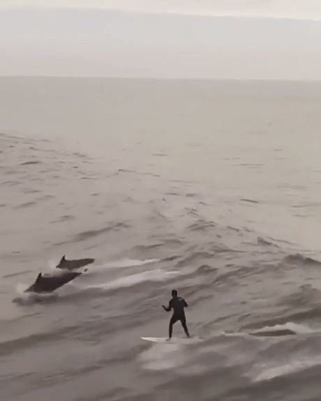 Surfing With Dolphins, Surfer And Dolphins, Wild Animals, Surf With Dolphins