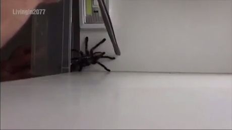 How to get rid of spiders, funny, spider, get rid of spiders, catch a spider.