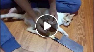 How To Cut A Cat's Nails When They Hate It