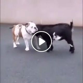 Dog And Goat Being Bros