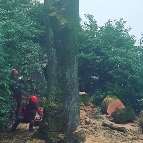 Just Cutting This Tree - Video & GIFs | funny,tree,forest