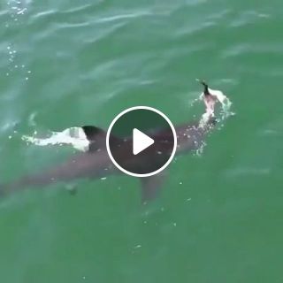 Duck escapes shark attack