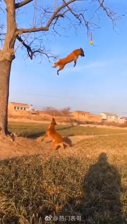 Dog high jump training, funny dog videos, dog high jump.