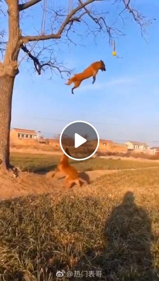 Dog High Jump Training