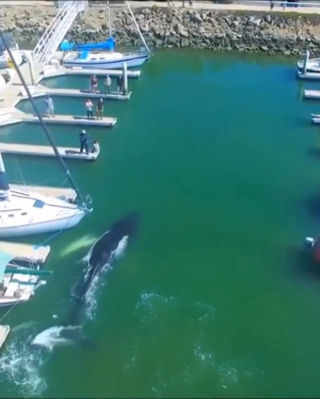 Humpback Whales Enjoying Swims In Harbor. Wild Animal. Whales. Harbor. Swim.