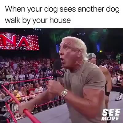 When Your Dog Sees Another Dog Walk By Your House - Video & GIFs | funny dog videos,woo,funny